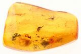 Fossil Rove Beetle, Wasp, True Midge, and Moth Fly In Baltic Amber #272148-1